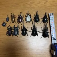 昆虫　フィギュア　カブトムシ　12体セット