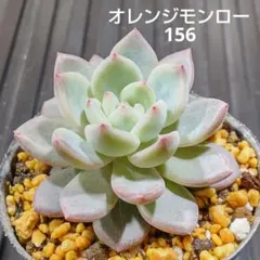 オレンジモンロー 156 エケベリア 多肉植物 抜き苗