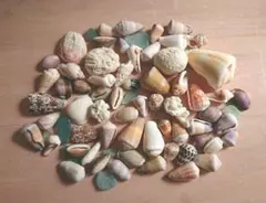 天然貝殻セット☆シーグラス