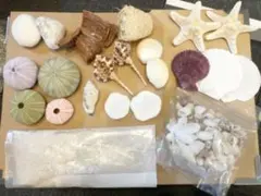 ① A 貝殻　ウニ、ヒトデ、砂など　ウェディング　ハンドメイド素材