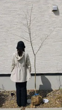 【株立ち・美白斑点模様】アオダモ A2611 【茨城直接引渡し可】山採り 2026年最新】アオダモ 山採りの人気アイテム - メルカリ
