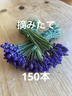 富良野 イングリッシュ系 ラベンダー 摘みたて100本 切花 - メルカリ