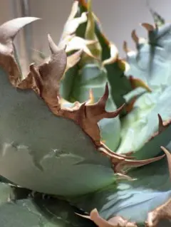 2026年最新】AGAVE godzillaの人気アイテム - メルカリ