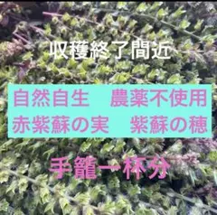 赤紫蘇苗300本 赤紫蘇苗300本