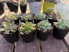 多肉植物 おすすめエケベリア ミニ苗セット
