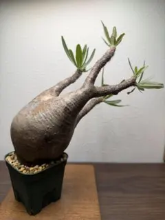 グラキリス ベアルート 現地球 ファイナルラストサマーセール品_15 2025年最新】グラキリス ベアルートの人気アイテム - メルカリ