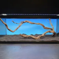 2025年最新】RAKYPETの蔦流木の人気アイテム - メルカリ