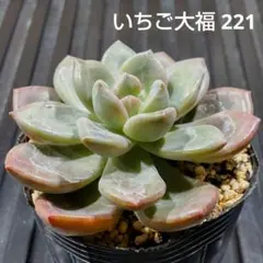 いちご大福 221 エケベリア 多肉植物 抜き苗