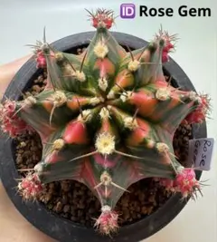 ギムノカリキウム　ミハノビッチID：Sweetie Rose サボテン ASギムノカリキウム ミハノビッチID：Sweetie Rose サボテン - メルカリ
