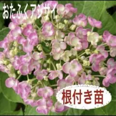 Juan Yi様 リクエスト 2点 まとめ商品