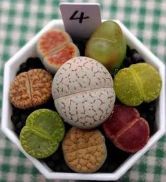 多肉植物リトープス/コノフィツム/メセン　カラフル　セット　土付き　S4