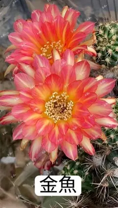 78-紅梅 超人気 花サボテン メディオロビビア カキコ - メルカリ