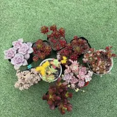 速達　SORA♡今は購入専門です❤︎様 リクエスト 8点 まとめ商品