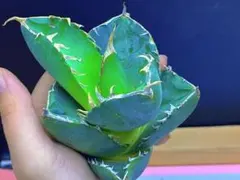 2025年最新】アガベカビゴンの人気アイテム - メルカリ