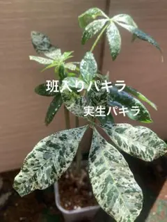 2025年最新】パキラ 斑入り 実生の人気アイテム - メルカリ