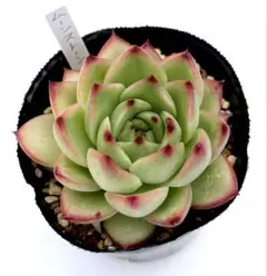 とめ様 リクエスト 2点 まとめ商品