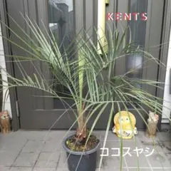 2026年最新】ココスヤシ シルバーの人気アイテム - メルカリ