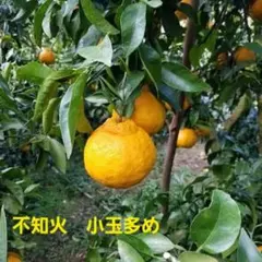 不知火(デコポン)家庭用10キロのサムネイル