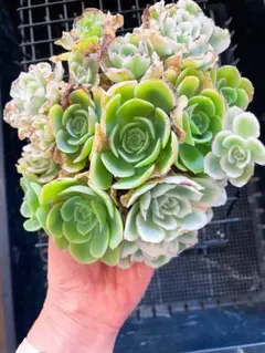 2026年最新】レモンローズ錦の人気アイテム - メルカリ