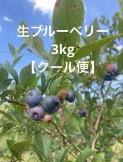 生ブルーベリー栃木県３.２キロクール便 生ブルーベリー栃木県産3.2キロクール便 - メルカリ