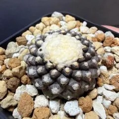 2026年最新】コピアポアの人気アイテム - メルカリ