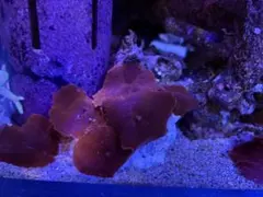 2026年最新】海水魚 水槽セットの人気アイテム - メルカリ