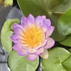 バク様 リクエスト 2点 まとめ商品