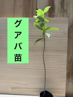 台湾のグァバ 取り苗　大木(Queen グァバ 　)花つき　大木 台湾のグァバ 取り苗 大木(Queen グァバ )花つき 大木