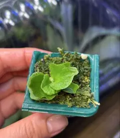 まるすけ♡おまとめ買い割引大歓迎♡様　ご確認用　ビカクシダ 2026年最新】観葉植物 ビカクシダの人気アイテム - メルカリ