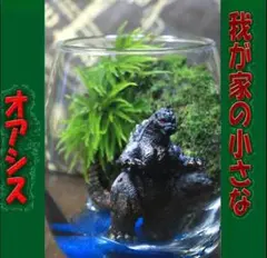 苔テラリウム コケリウム 和み 心癒す我が家のオアシス - メルカリ