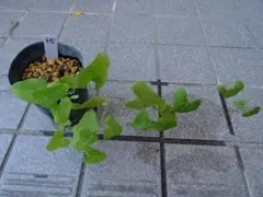 ウマノスズクサ 茎付き葉っぱ 30枚 ジャコウアゲハ 幼虫 餌 - メルカリ