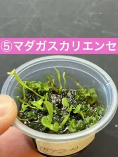 2026年最新】madagascarienseの人気アイテム - メルカリ