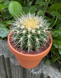 金鯱 キンシャチ 4号 素焼鉢 逸品 本物 観葉植物 ロックガーデン サボテン