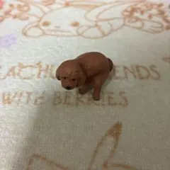 ふんばりーぬ　トイプードル