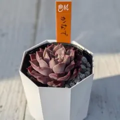 多肉植物 エケベリア miyaさん苗 命名種 このは ② - メルカリ