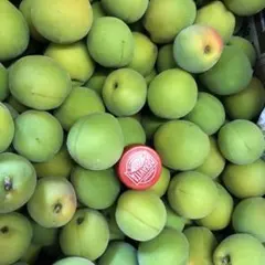 青森県産完熟間近豊後梅箱込み4.5キロ