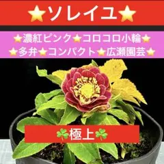 2026年最新】ソレイユ クリスマスローズの人気アイテム - メルカリ