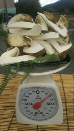 松茸 野菜