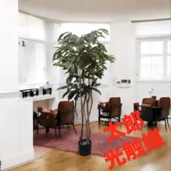 観葉植物 エバーフレッシュ 2m20cm 直接引き取り限定 - メルカリ