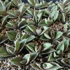 Umama様 リクエスト 2点 まとめ商品