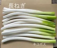 長ねぎ【ねぎ】ネコポスのサムネイル