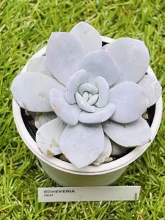 2026年最新】実生 多肉植物の人気アイテム - メルカリ