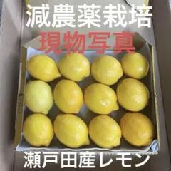 【広島県特別栽培農産物】瀬戸田産レモン！11