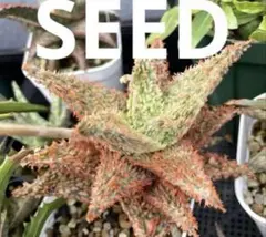 2026年最新】アロエ テンプラの人気アイテム - メルカリ