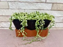 シェリー様 リクエスト 2点 まとめ商品