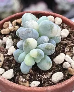 2025年最新】星美人錦の人気アイテム - メルカリ