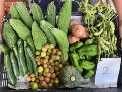 農薬不使用減量使用栽培野菜セット②のサムネイル