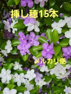 keiko223様 リクエスト 2点 まとめ商品