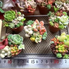 小さくてかわいい1寸鉢レンガ柄♡5個セット♡多肉植物寄せ植え♡そのまま飾れる♡