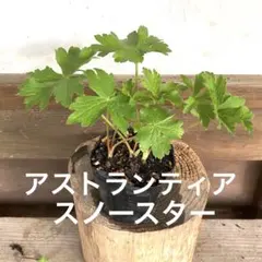 アストランティア スノースターの苗⑤大株のサムネイル